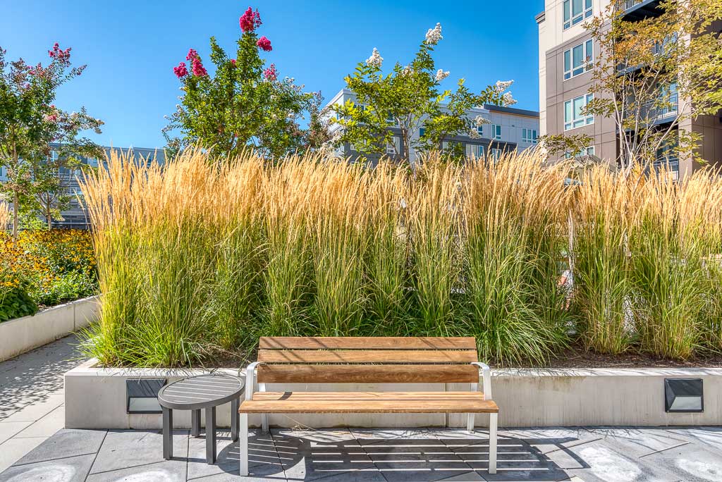 A wooden bench and small round table sit in front of tall ornamental grass at MorningStar Senior Living Hillsboro, with modern apartment buildings and flowering trees creating a perfect backdrop for retirement living on a sunny day.